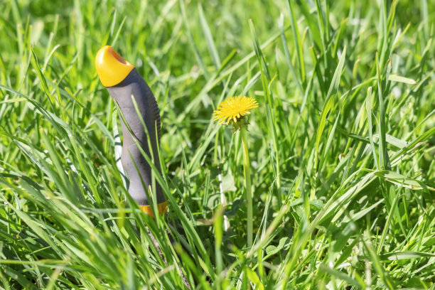 绿色草坪上的蒲公英旁边，插着一把用来挖杂草根的窄铲。图片下载