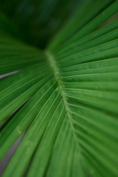 棕榈叶，抽象的绿色纹理背景。有选择性的重点图片下载
