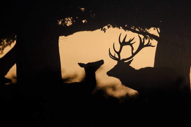 在英国每年的鹿发情期间，早晨马鹿的剪影图片下载