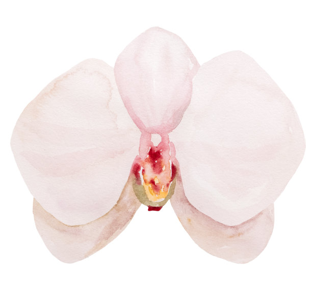 手绘淡粉色水彩热带兰花花，孤立的元素插图图片下载