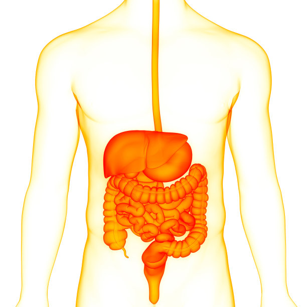 人体消化系统解剖图片下载