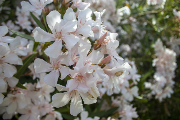 鸡蛋花花。收集白花。美丽的海洋上的热带花朵。图片下载