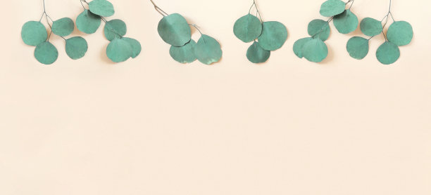 米色背景上的桉树枝。文本。绿色的桉树叶子孤立在中性色。植物的布局。水平横幅模型。尤加利甘尼银滴。平铺俯视图图片下载