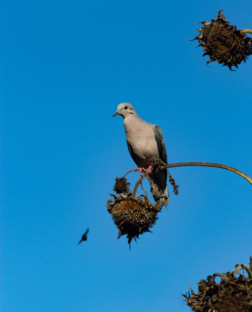 鸽子吃干植物上的葵花籽图片下载