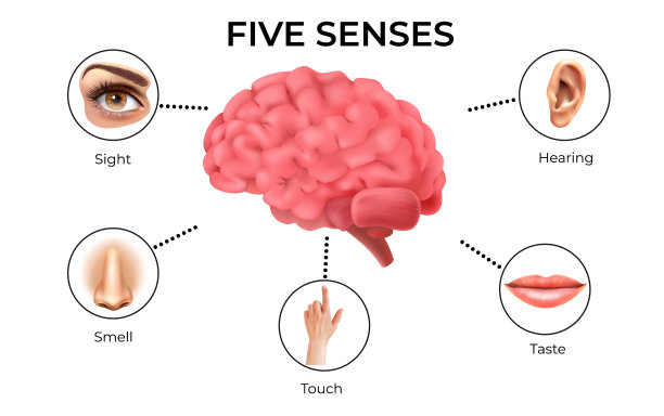 五种感官2图片下载