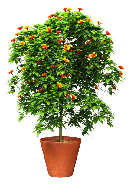 3D渲染木槿植物在白色上图片下载