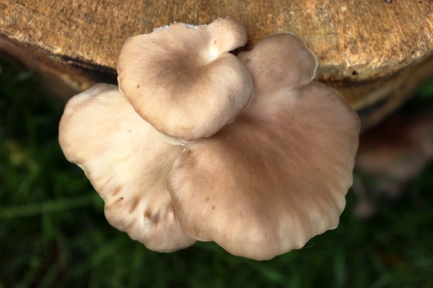 牡蛎伞菌(平菇)图片下载