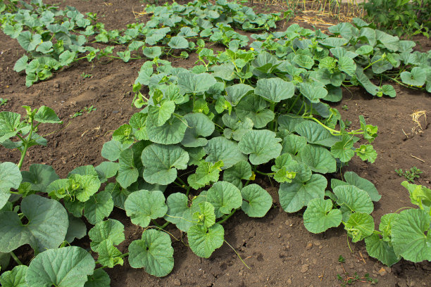 花园里的瓜图片下载