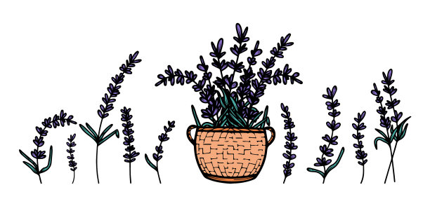 一套手绘薰衣草花与叶子图片下载