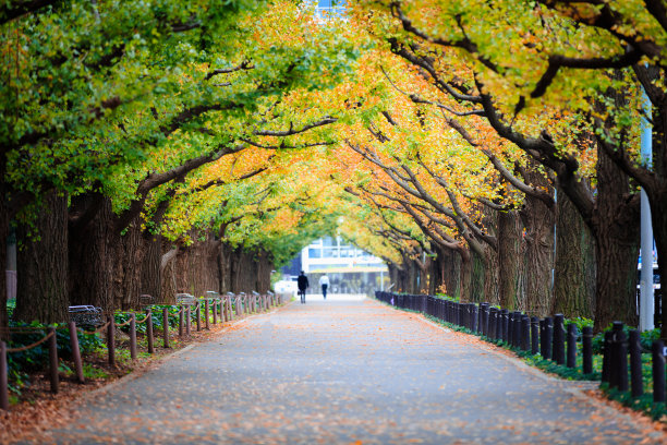 银杏树木图片下载