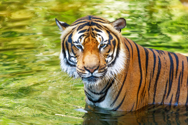 公园里的一幅彩色老虎画像图片下载