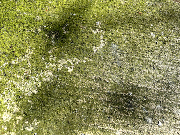 用苔藓覆盖的混凝土作为纹理或背景。图片下载