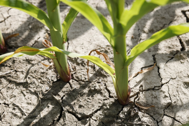 玉米在龟裂的土地上生长，干旱。图片下载