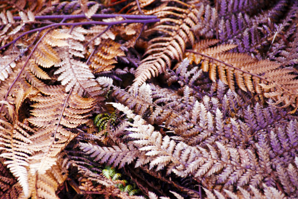 秋冬林下背景图片下载