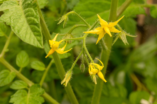 带有黄色花朵的番茄植株，以后可以从花朵中生长图片下载