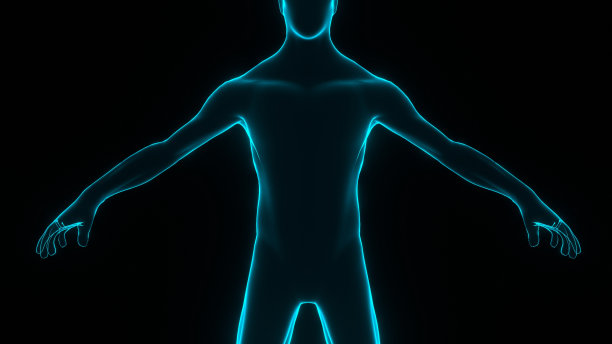 人类的身体。人体模型说明。图片下载