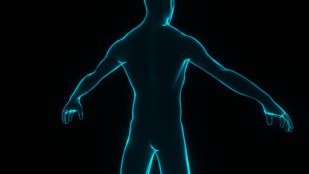 人类的身体。人体模型说明。图片下载