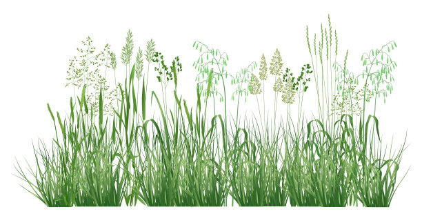 带着田野的草和花图片下载