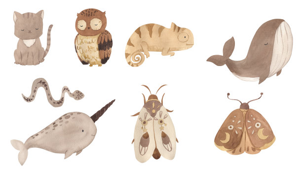 水彩放荡不羁的动物。猫，猫头鹰，变色龙，飞蛾，鲸鱼，独角鲸。说明对孩子图片下载