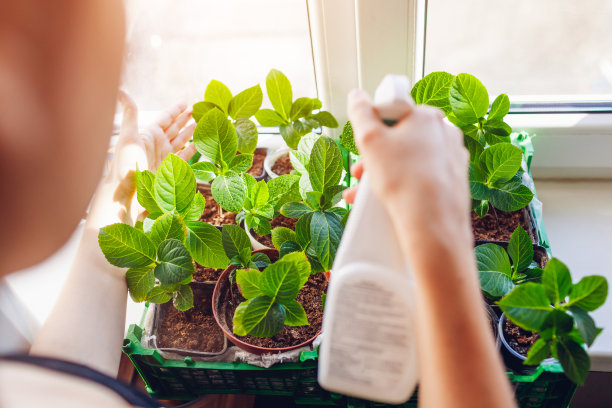园丁喷洒大叶绣球与水照顾新植物。在家里的花盆里用插枝种植灌木图片下载