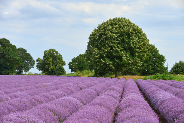 夏日的薰衣草田和绿树，色彩自然图片下载