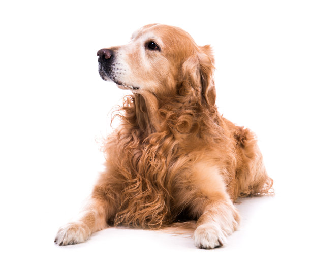 金毛猎犬躺下图片下载