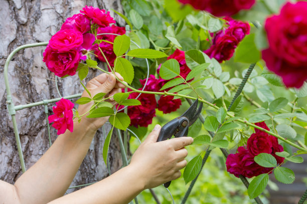一个人剪下红玫瑰，在花园的背景下形成一束花图片下载