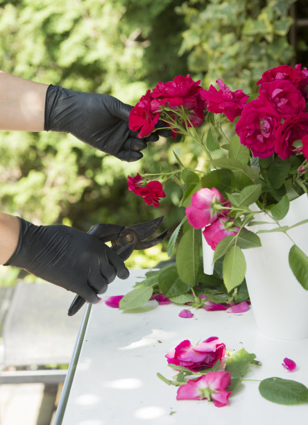 一个人剪下红玫瑰，在花园的背景下形成一束花图片下载