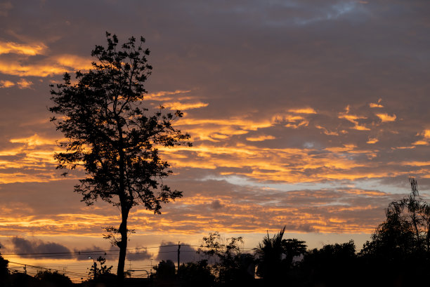 剪影树背景，森林图片下载