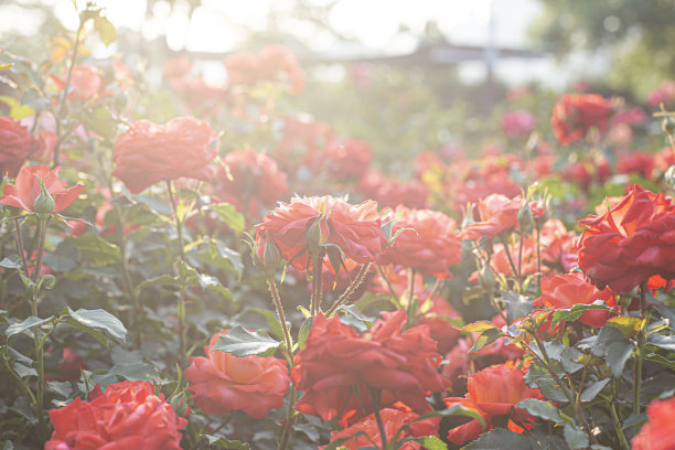 花园里有一丛盛开的粉红玫瑰。夏天晚上的风景。图片下载