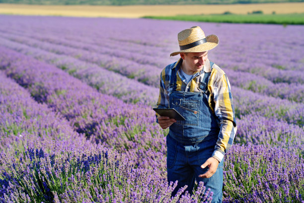 农民在有机薰衣草农场检查薰衣草植物图片下载