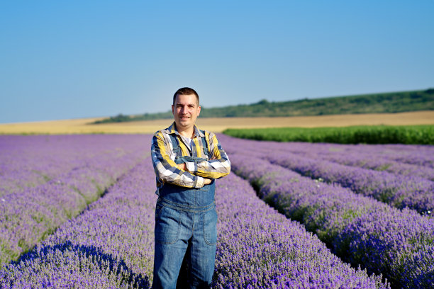 农夫在他的薰衣草地里玩得很开心图片下载