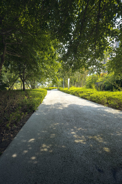 阳光明媚的树图片下载