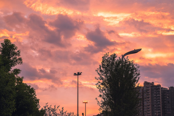 黄昏的树和路灯图片下载