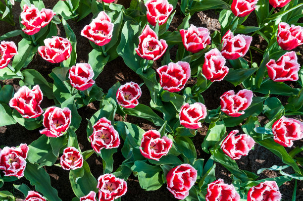 荷兰景观:五彩缤纷盛开的郁金香图片下载