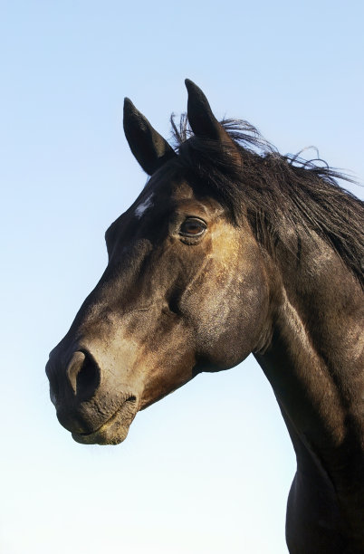 蓝色天空下一匹黑马的肖像图片下载