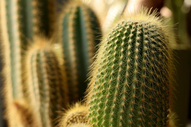 仙人掌的背景图片下载