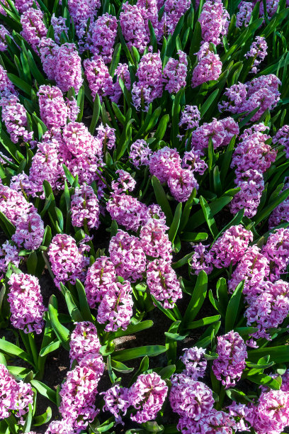 荷兰景观:五彩缤纷盛开的风信子图片下载