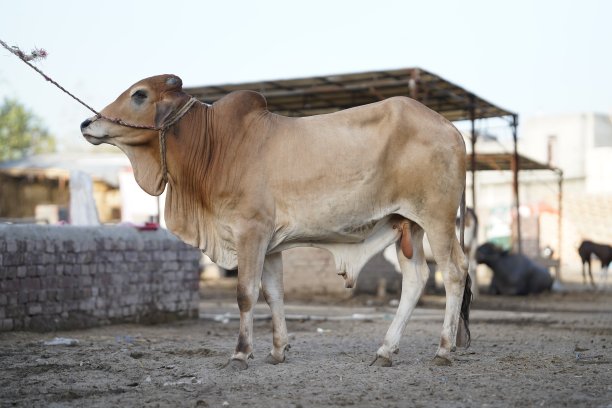 漂亮的奶牛正在待售图片下载