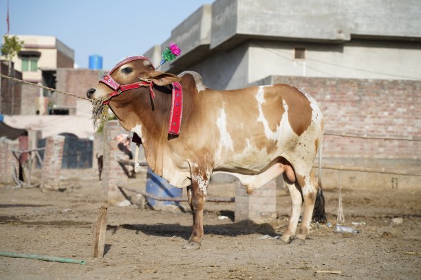 漂亮的奶牛正在待售图片下载