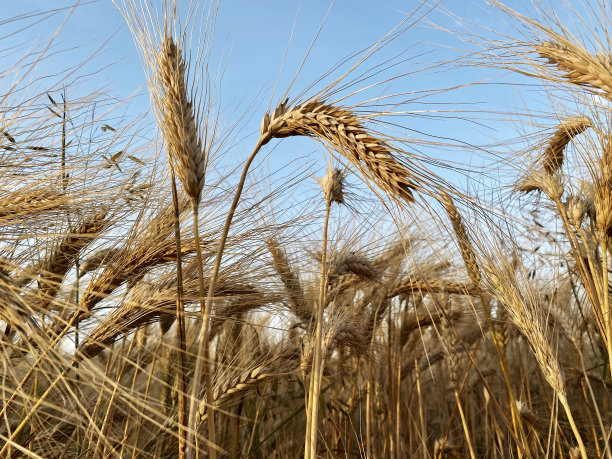 成熟的麦穗，背景是蓝色的天空图片下载