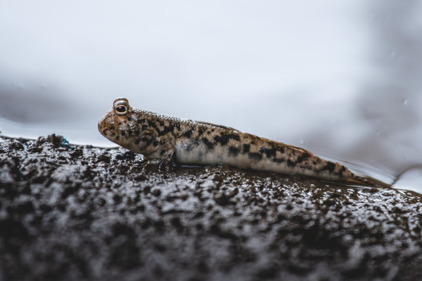 泥浆队长姥图片下载