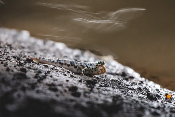 泥浆队长姥图片下载