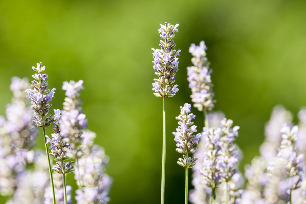 薰衣草开花图片下载