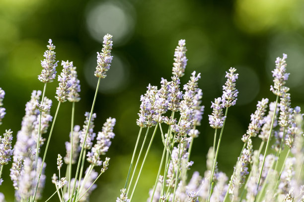 薰衣草开花图片下载