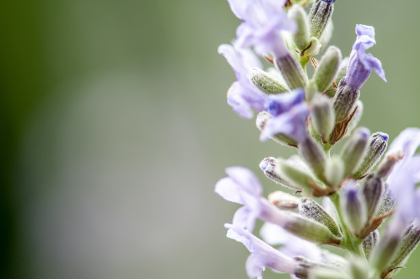薰衣草开花图片下载