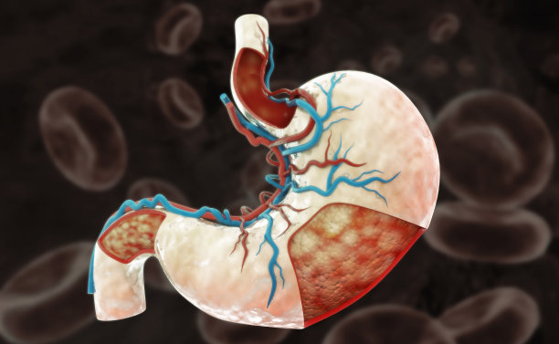 人体胃系统解剖。横截面。三维演示图片下载