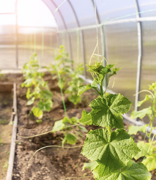 黄瓜幼苗被拴在温室里。在花园里种植有用的产品。非常高分辨率的照片图片下载