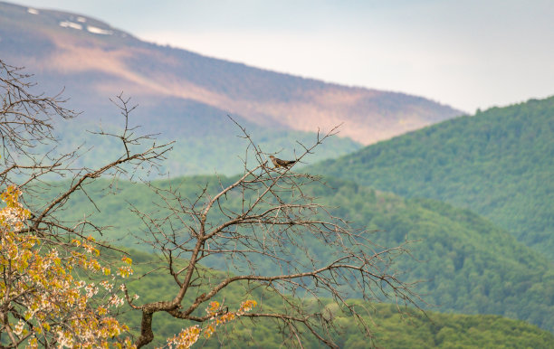 春山带杜鹃山水图片下载