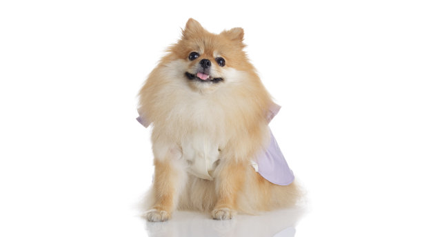 白底穿裙子的博美犬图片下载